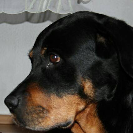 Avatar von Woodstock