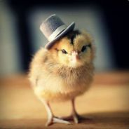 Avatar von Chicken Mafia