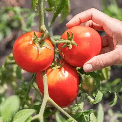 Avatar von 3 Tomaten